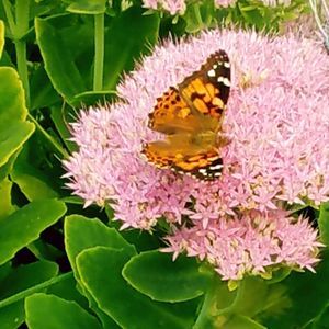 Meet your Posher, Patty